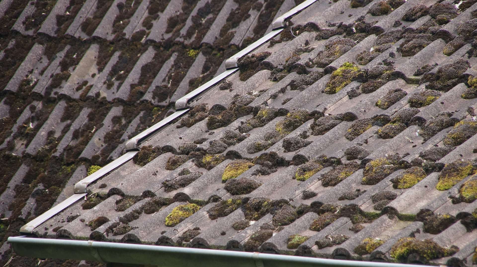 Mouldy roof